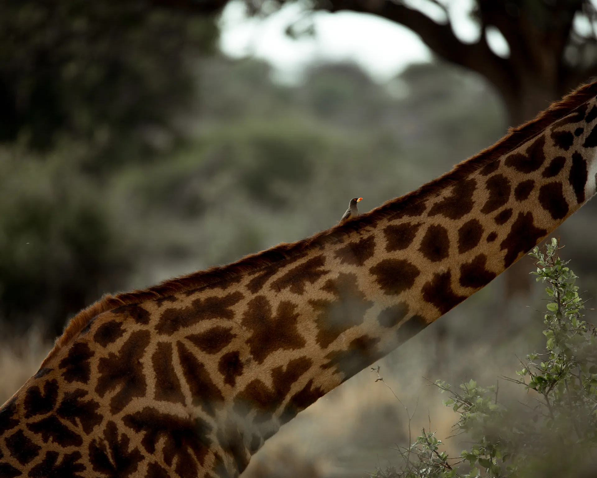 Giraffe in an East African safari landscape